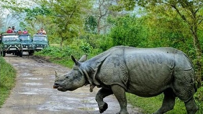 Kaziranga - the amazing world of rhinos and much more