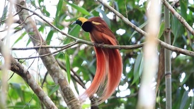 Papua New Guinea’s rainforests in danger; illegal logging crises fuel human rights abuses and threaten biodiversity