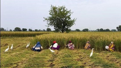 Farmers switch to heat-tolerant wheat to fight climate crisis impact