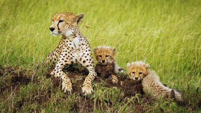 Five new cheetah cubs at Kuno National Park Why it is a good news for wildlife enthusiasts