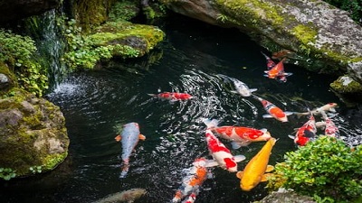 A quarter of freshwater fish species are at high risk of extinction: Report