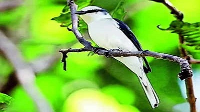 A rare bird sighted for the first time in Similipal