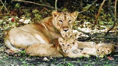 From 94% in 2000 to 83% in 2020: CEPT varsity study highlights decline in vegetation in Gujarat’s Girnar Wildlife Sanctuary over 2 decades