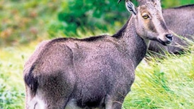 First synchronised census records 827 Nilgiri Tahrs in Munnar wildlife division