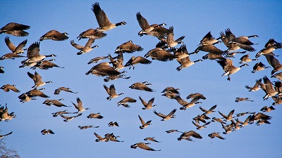 Point Calimere bird census ends in Tamil Nadu, experts want to hold it early