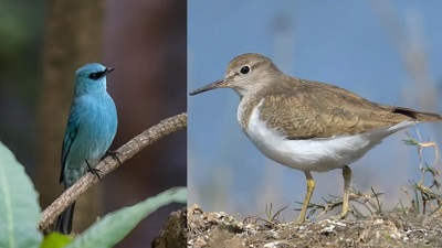 Migratory bird count declines in Indore; experts cite climate change, human activity as causes