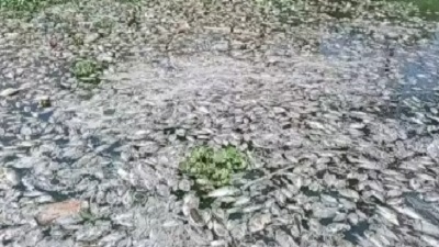 Hundreds of fish die in Namakkals Tirumanimutharu river