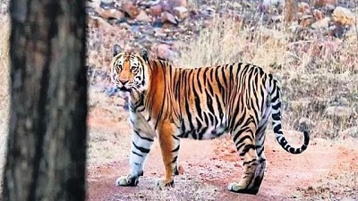 Uttarakhand lost 19 tigers in 10 months: Officials