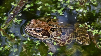 Climate impact: Frogs may face severe droughts, up to 33% habitat loss by 2100