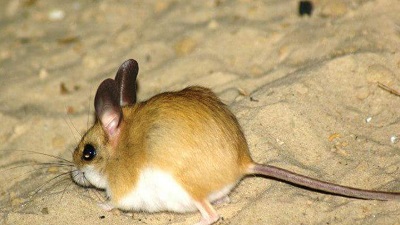 Study finds 40% of soil-dependent species threatened or data deficient