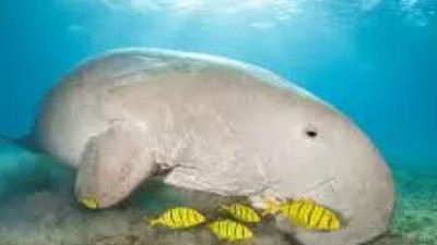 270 Endangered Dugongs Along TN Coast Big News In Wildlife Conservation: WII report  