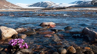 Arctic plant study reveals an ‘early warning sign’ of climate change upheaval