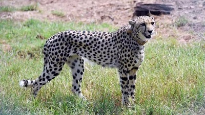Finding Nirva How Kuno’s last cheetah on the loose was traced