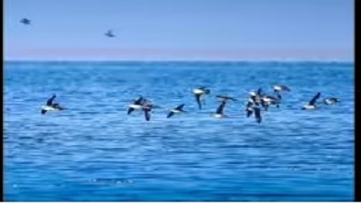 Chilika wildlife division establishes 21 camps to protect migratory birds