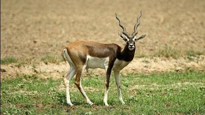 Blackbuck conservation breeding facility mooted at Abohar wildlife sanctuary