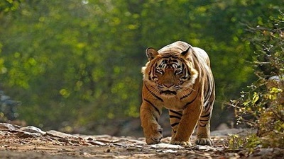 Tiger population up at 40 in VTR, says top official