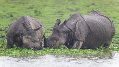 Greater one-horned Rhinos among most vulnerable to Climate Change