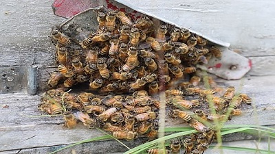 Climate change leaves Kashmir&rsquo;s beekeepers with empty hives and uncertain futures