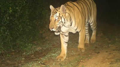 Andhra Forest Department set to launch Tiger Census 2026