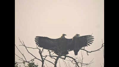 3 day Sundarbans bird survey records 168 species