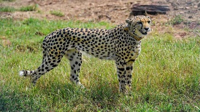 Madhya Pradesh Sasha one of Kuno National Parks new cheetahs dead