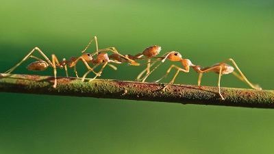 How many ants live on earth? At least 20,000,000,000,000,000