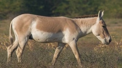 Population of wild asses an endangered species has been rising since 1976 in Gujarat State govt