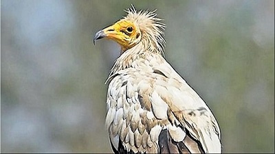 After 18 years Uttarakhand to count rare vultures