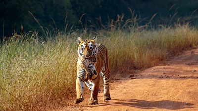 Man-Animal Conflict In Maha: NTCA Approves Relocation Of Few Tigers From Chandrapur Forest To Nagzira Reserve