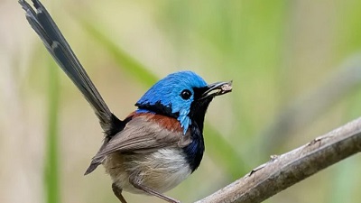 Lost No More Five Bird Species Rediscovered In 2025 After Years Of Silence