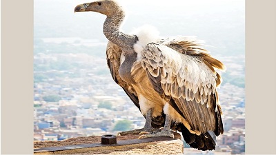 Gujarat Emerges As A Safe Haven For Migratory Birds, Wildlife