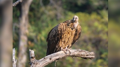 Released vultures draw wild counterparts back to Melghat in Maharashtra Wildlife expert