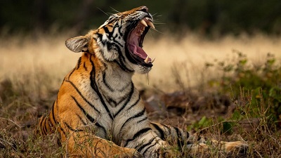 Uttar Pradesh plans its 4th tiger reserve in Bundelkhand