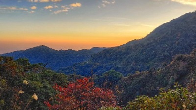 IISc study in Arunachal Pradesh reveals how logging and climate change impact montane birds