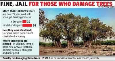Forest dept to tag 100 old trees with ‘heritage’ status