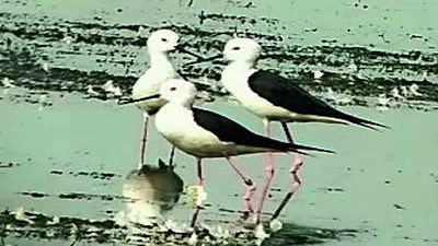 App to be used for Chilika bird survey