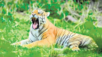 Tiger count in Amrabad Reserve rises to 42, more females boost growth