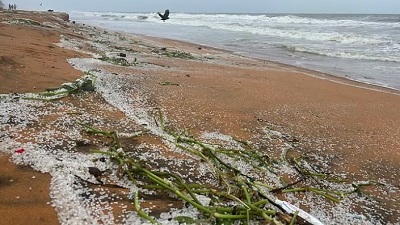 MSC ELSA 3 sinking: Tiny plastic pellets found along Thiruvananthapuram coast, raising concerns about marine pollution