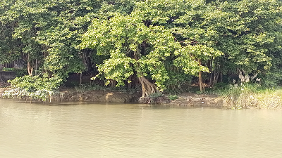 Erosion by Ganga threatens India’s largest botanical garden in Howrah