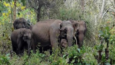 Kerala faced rising human animal conflicts and weakened wildlife protection in 2025