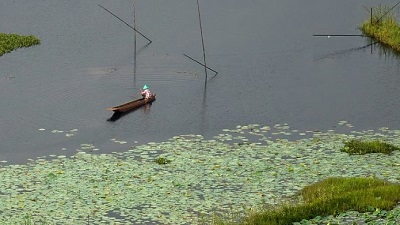 Hydel dam pollution & poaching Behind dwindling waterbird count in Manipurs famous Loktak lake  