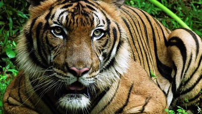 Asian tigers get a boost: 10 countries pledge $1 billion over a decade for habitat conservation