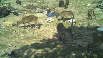 From alpine slopes to waste sites: Garbage is an emerging threat to the Himalayan Tahr in the Himalayas
