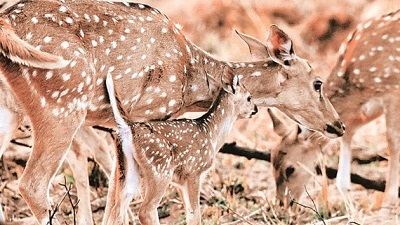 Chital stock dwindling in Kuno, plan to move out excess cheetahs