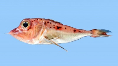 New fish species discovered in Bengal’s Digha harbour