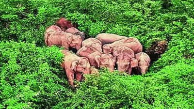 Elephant census in Odisha in April May next year