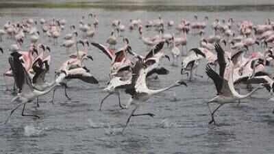 Polluted creek water seeps into DPS Lake in Navi Mumbai worsens wetland crisis