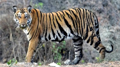 Tiger numbers rise in Bandipur, but shrinking forests worsen human wildlife conflict Min