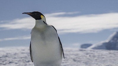 Accidental discovery reveals new climate threat to emperor penguins