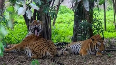 Karnataka: Forest dept nabs ‘tiger poacher’ wanted for wildlife crimes in Maharashtra